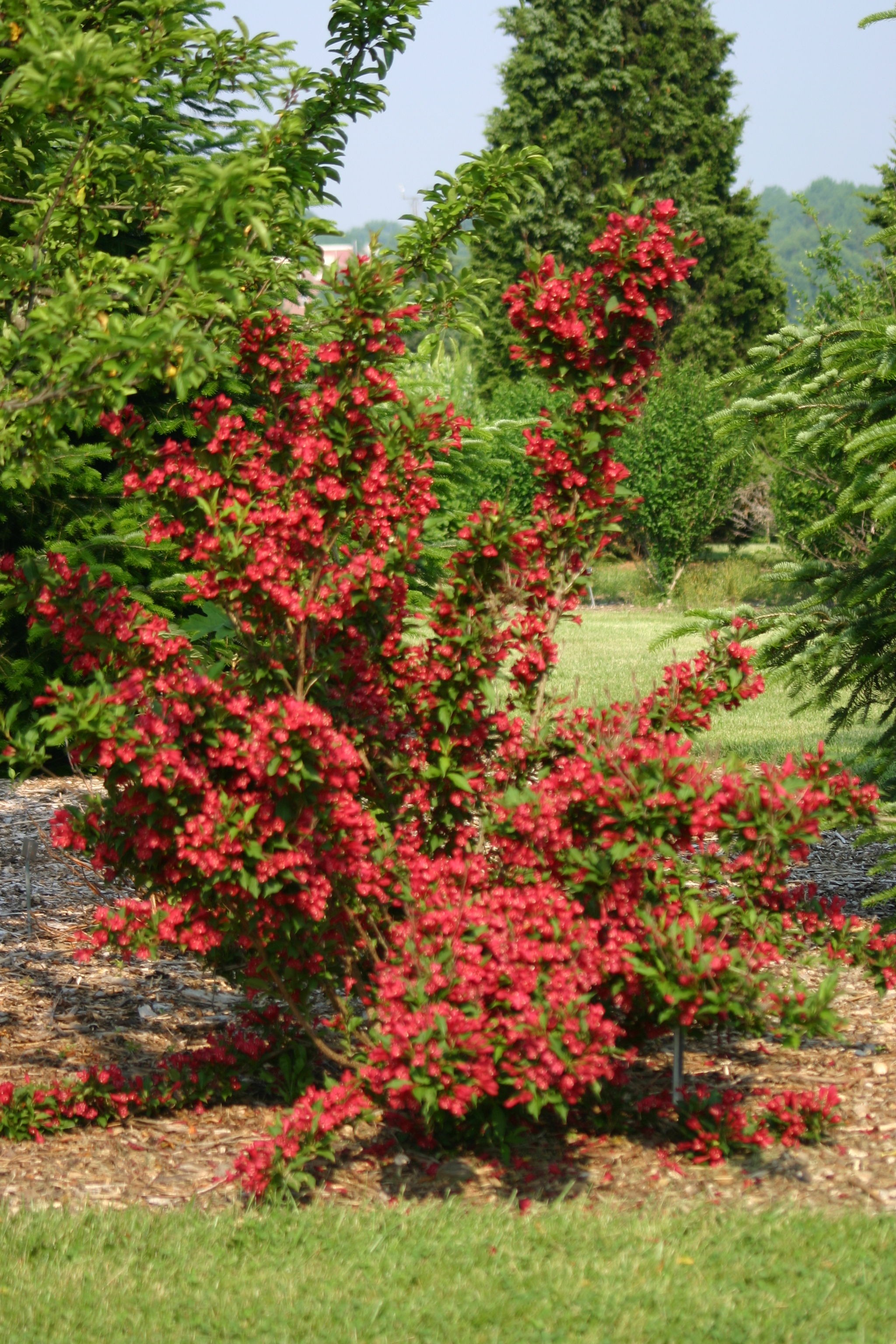 Red Prince Weigela